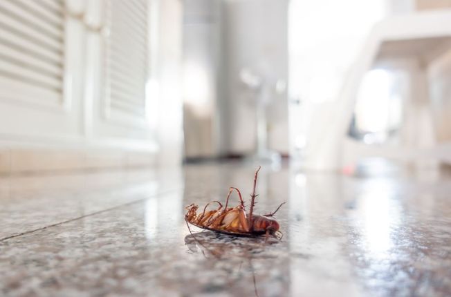 7 Cara Ampuh Mengusir Kecoak dan Serangga di Dapur